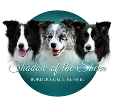 Shadow of the Sheen Border Collie kennel