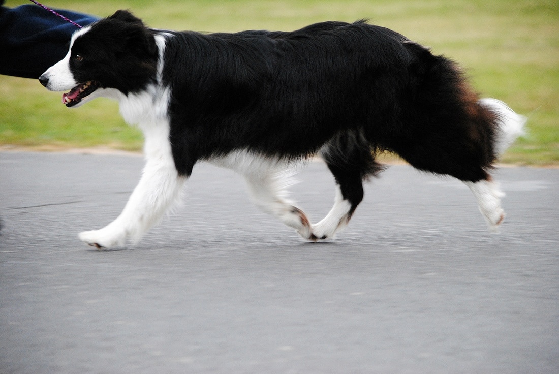 Képek/Gallery Shadow of the Sheen Border Collie kennel