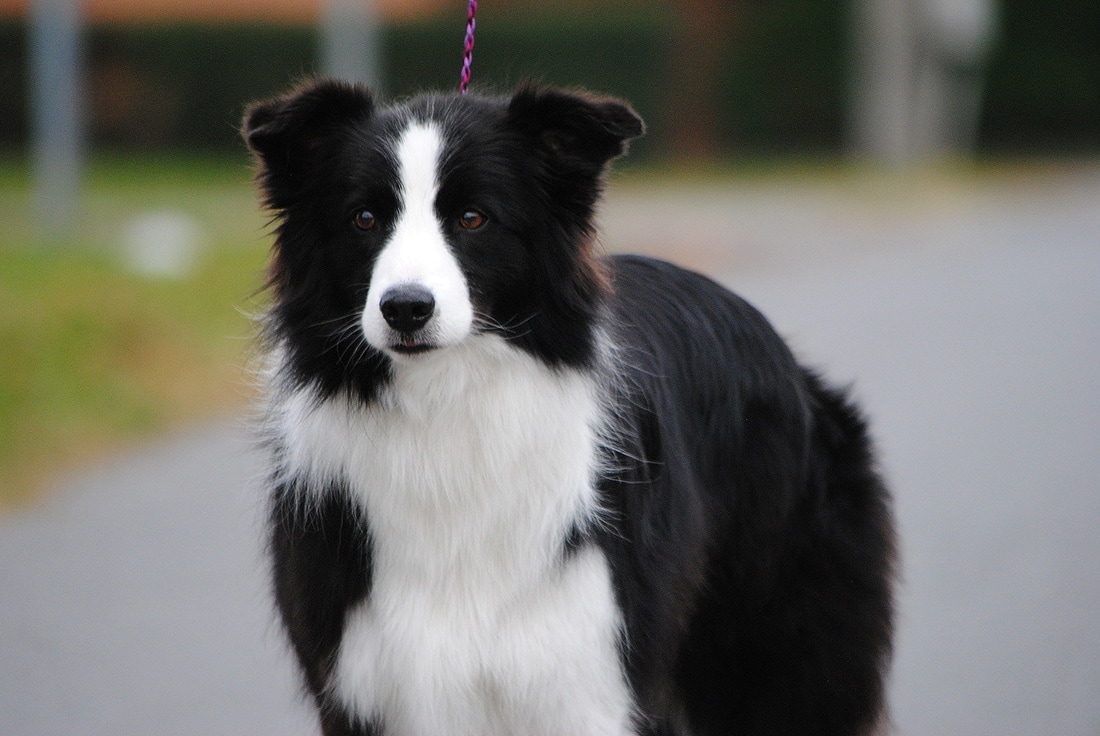 Képek/Gallery Shadow of the Sheen Border Collie kennel